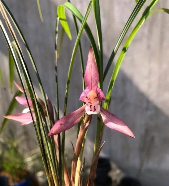 兰花不开花叶子干尖怎么办