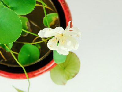 网上买的碗莲不开花怎么办 除了假货嫌疑还要其他原因