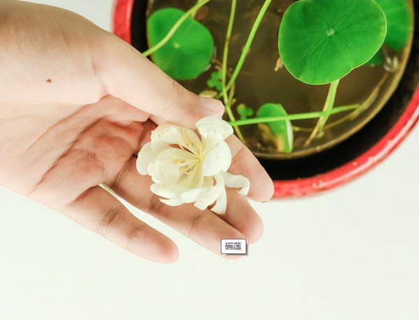 网上买的碗莲不开花怎么办