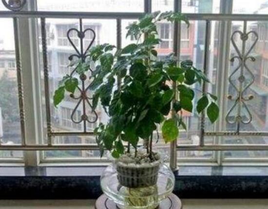 幸福树可以用复合肥吗