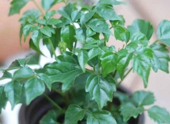 幸福树可以用复合肥吗
