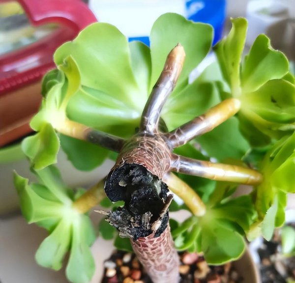 多肉夏天怎么浇水