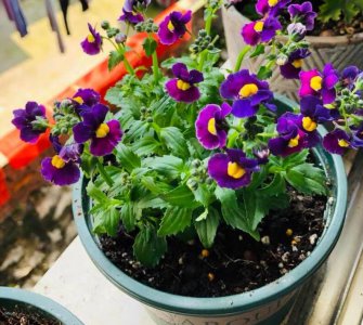 龙面花的养殖方法 龙面花家庭盆栽怎么养殖