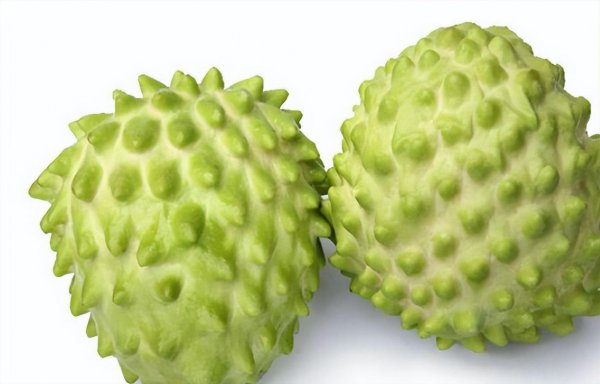 释迦怎么种植