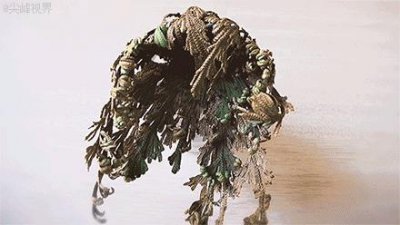 九死还魂草是什么花 有关卷柏介绍及养护技巧