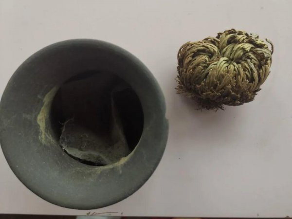 九死还魂草是什么花