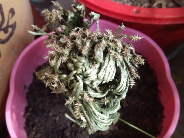 九死还魂草是什么花