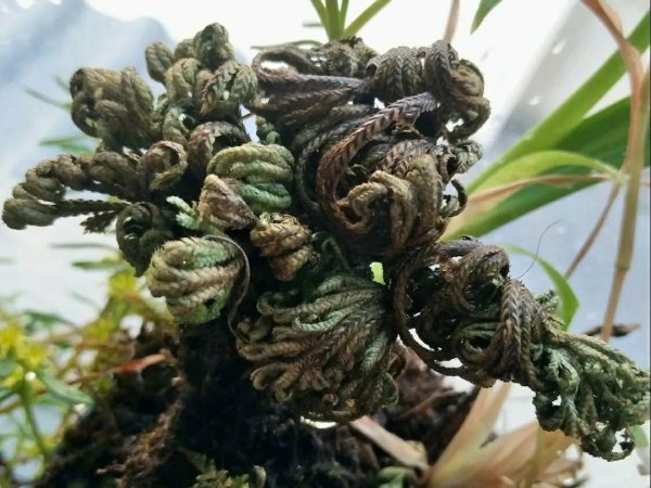 九死还魂草是什么花