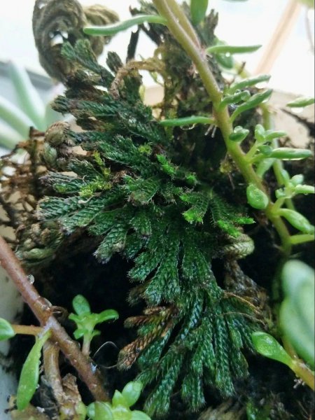 九死还魂草是什么花