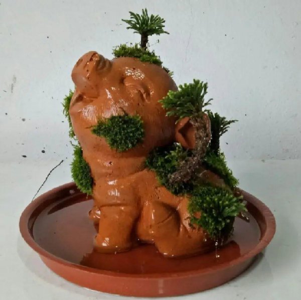 九死还魂草是什么花
