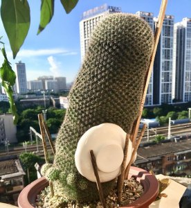 秋天能不能种仙人球 关于秋天种植仙人球的方法