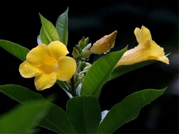 黄蝉花怎么养殖