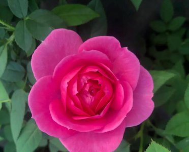 哪些花不易养活 这三种花大家千万不要养