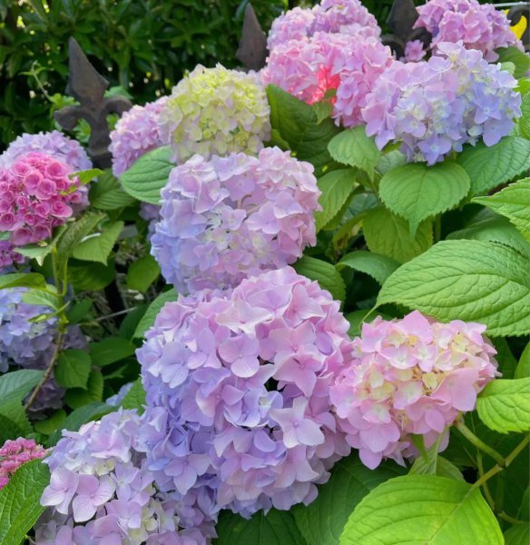 哪些花不易养活