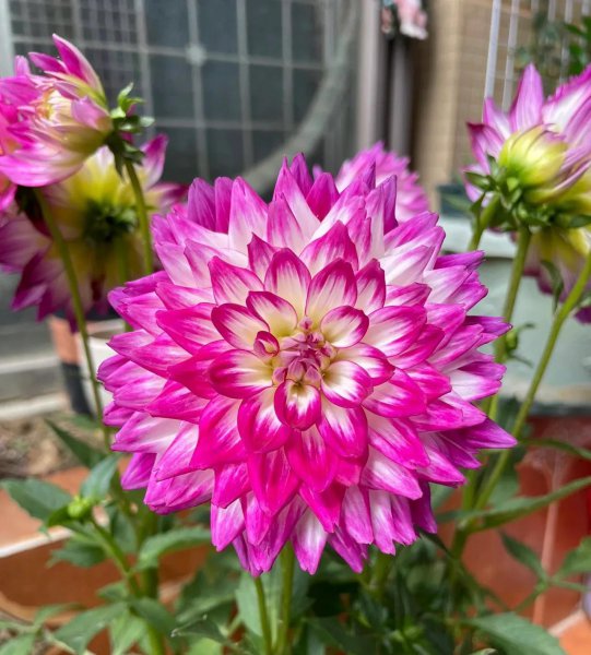 哪些花不易养活