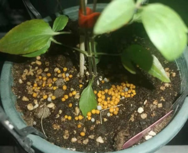 养铁线莲用哪种肥长得快