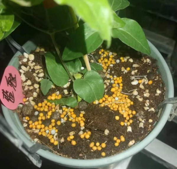 养铁线莲用哪种肥长得快