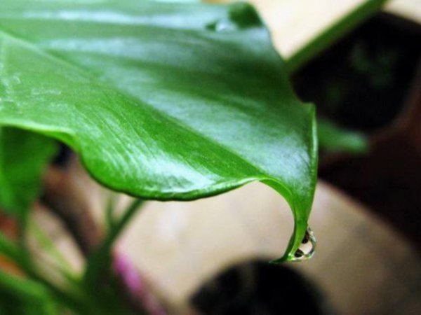 新买的滴水观音怎么养