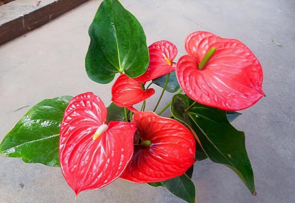 露养花草怎么度过三伏天
