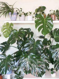 寓意吉祥的花有哪些 6种家里养殖寓意吉祥平安的绿植推荐
