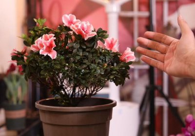 刚买回家的杜鹃花怎么种 教你杜鹃花养护妙招