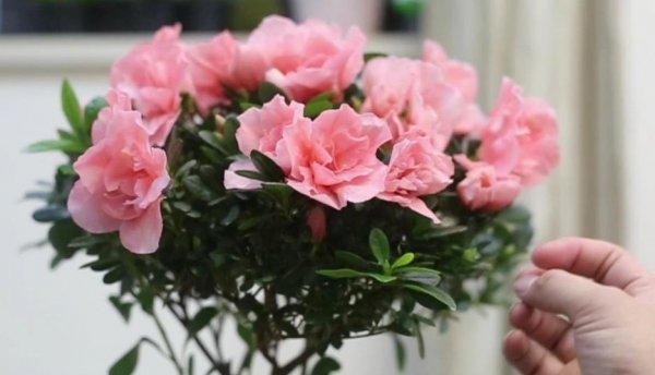 刚买回家的杜鹃花怎么种