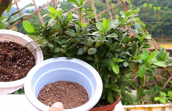 刚买回家的杜鹃花怎么种