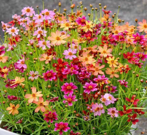 金鸡菊怎么养