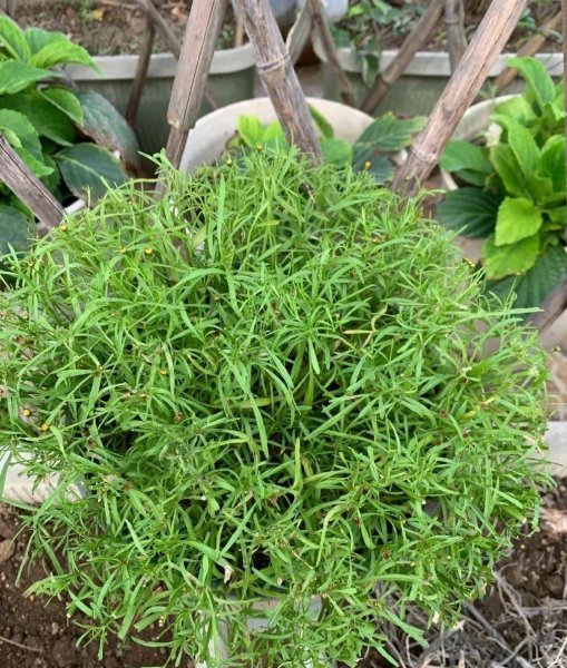 金鸡菊怎么养