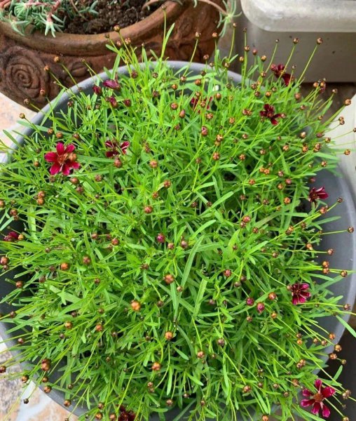 金鸡菊怎么养