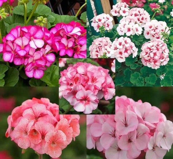 金鸡菊怎么养
