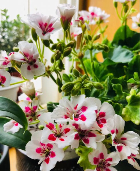 金鸡菊怎么养