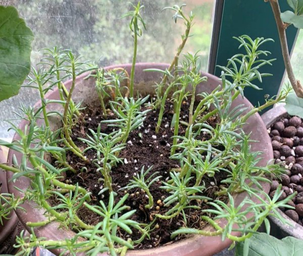 金鸡菊怎么养