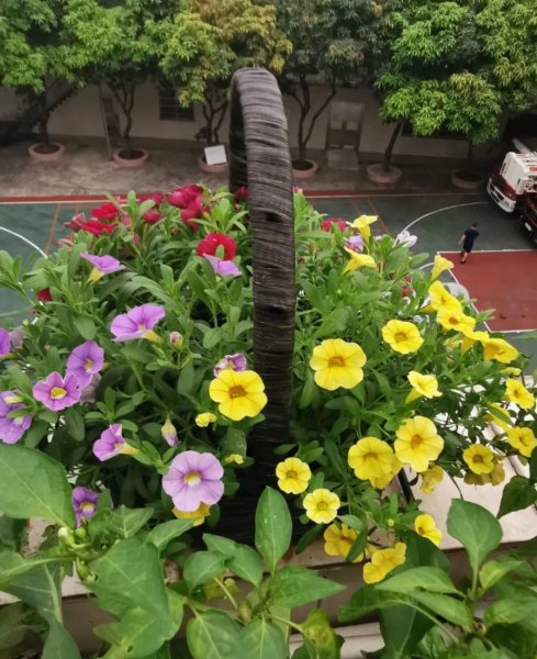 金鸡菊怎么养