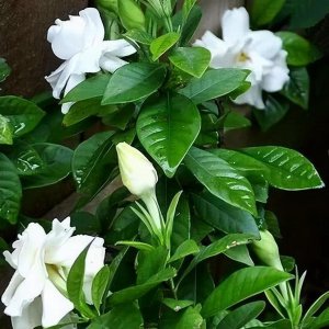 啤酒可以浇哪些花 盘点3种用啤酒浇能开花旺盛的绿植
