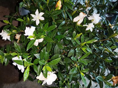 栀子花到了花期不开花怎么办 栀子花花期不开花原因