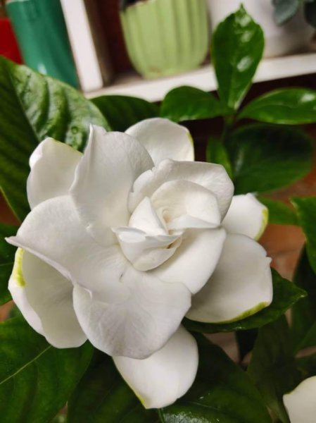 栀子花到了花期不开花怎么办