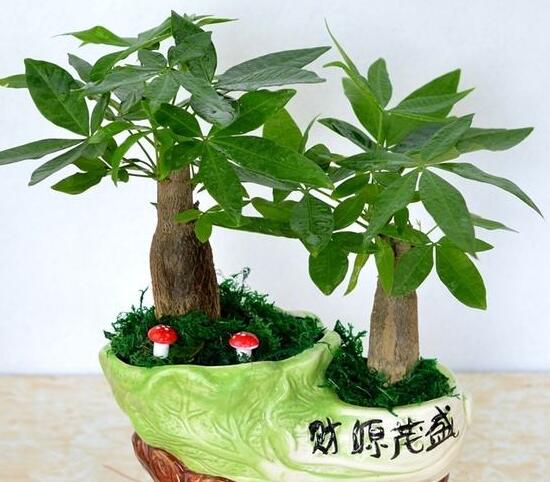 发财树夏季怎么管理