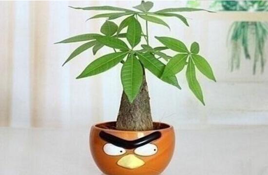 发财树夏季怎么管理
