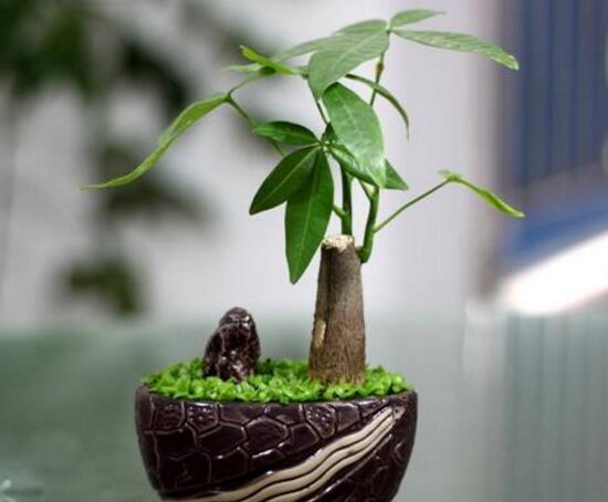 发财树夏季怎么管理