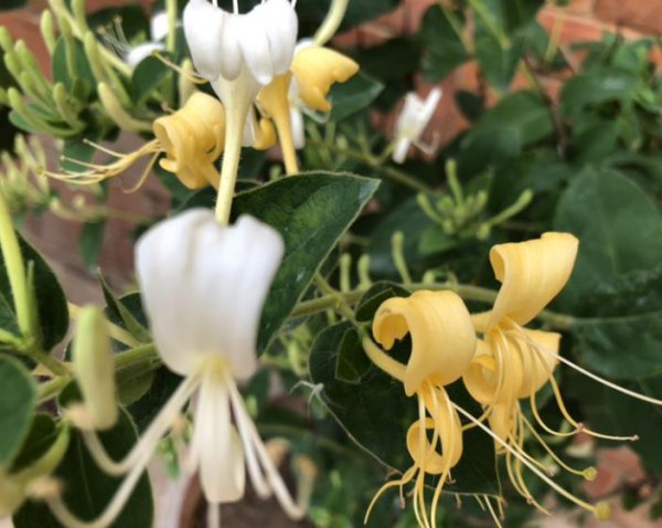 金银花怎么养殖才能开花旺盛