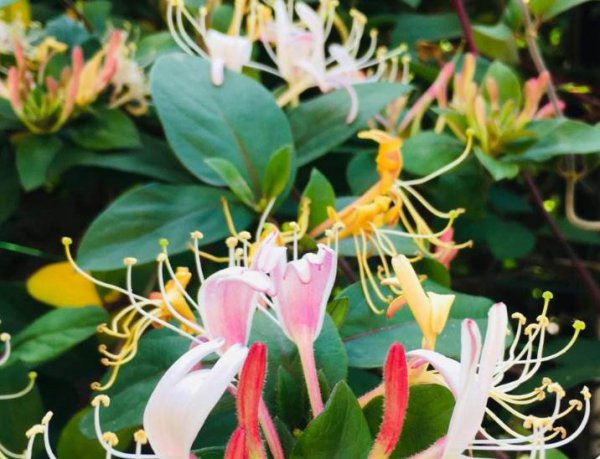 金银花怎么养殖才能开花旺盛