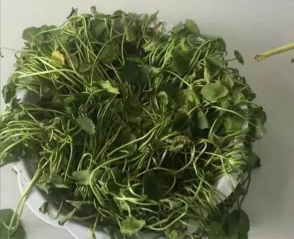 铜钱草春天怎么养