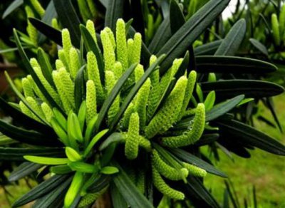 罗汉松会开花吗 有关罗汉松的花期介绍