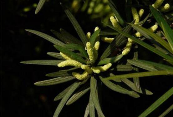 罗汉松会开花吗