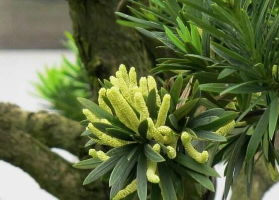 罗汉松会开花吗