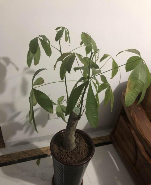 哪些水不能用来直接浇花