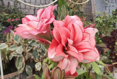 一年四季开花好养的花有哪些 盘点五种春夏秋冬开花的花卉