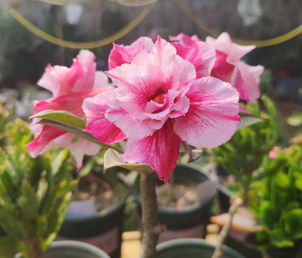 一年四季开花好养的花有哪些
