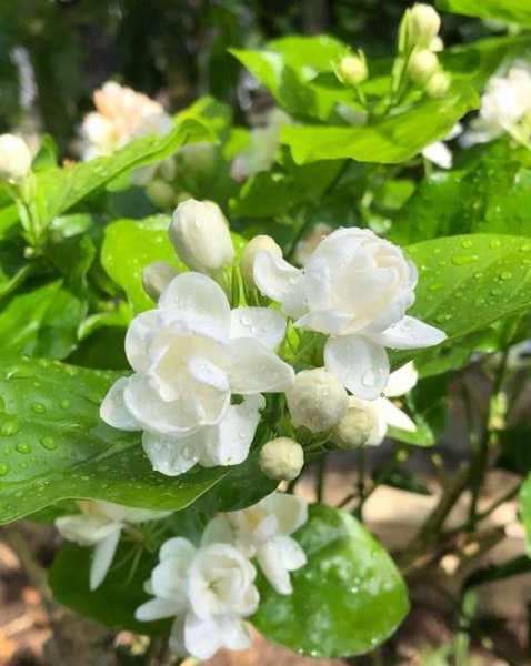 一年四季开花好养的花有哪些
